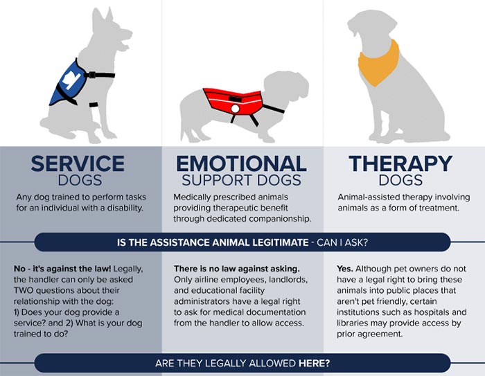 https://service-dog.org/wp-content/uploads/2021/10/Differences-Psychiatric-Service-Dog-PSD-Emotional-Support-Animal-ESA-Therapy-Dog.jpeg