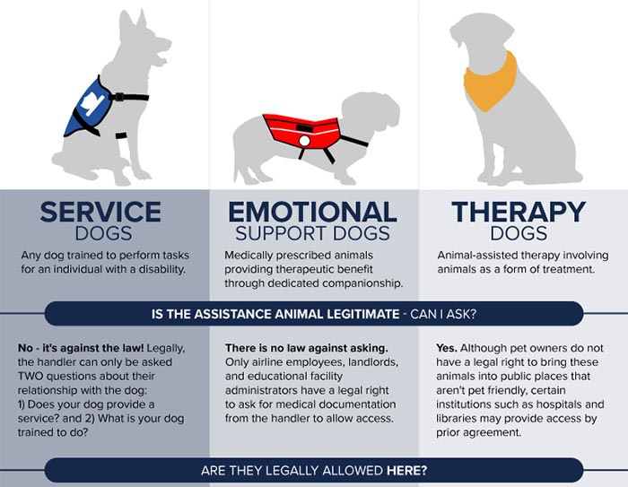 Psychiatric Service Dog PSD OFFICIAL SERVICE DOG EMOTIONAL 