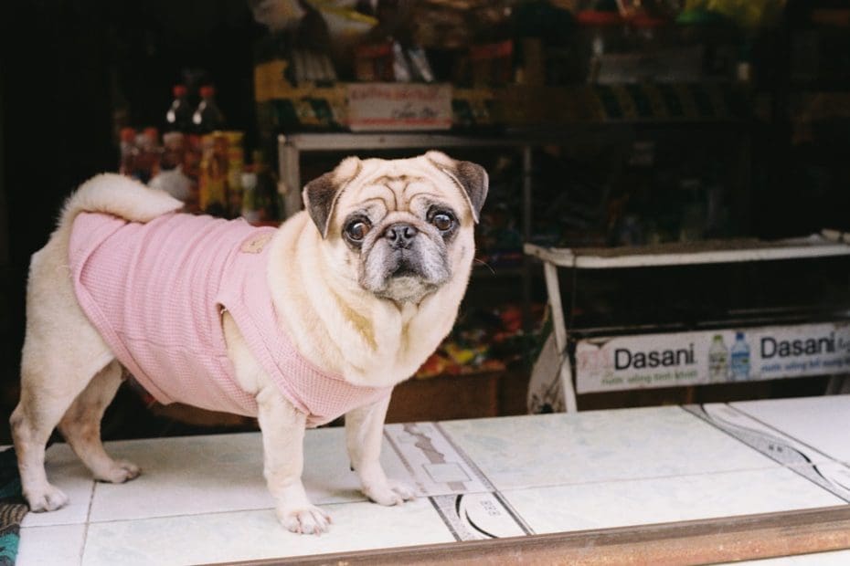 ADA complaint — 5 Steps to File an ADA Complaint When Your Service Dog Rights Are Violated