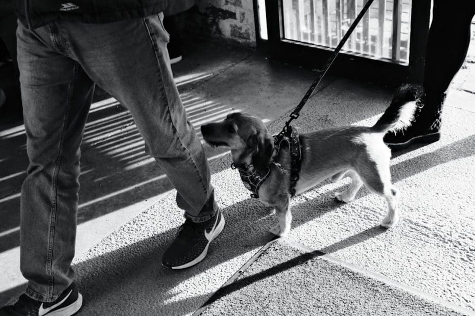 service dog gear — 7 Essential Service Dog Gear Items That Actually Matter (Legal Requirements vs. Best Practices)