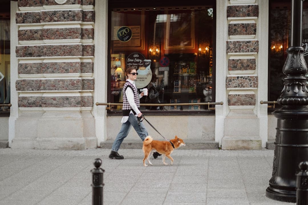 service dog gear. A person walking a dog on a leash