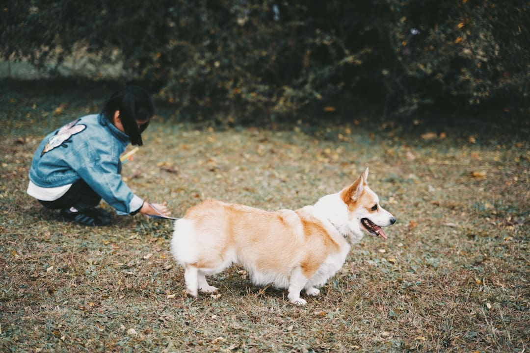 service dog gear. Person in blue denim jacket and blue denim jeans walking on brown soil with brown and