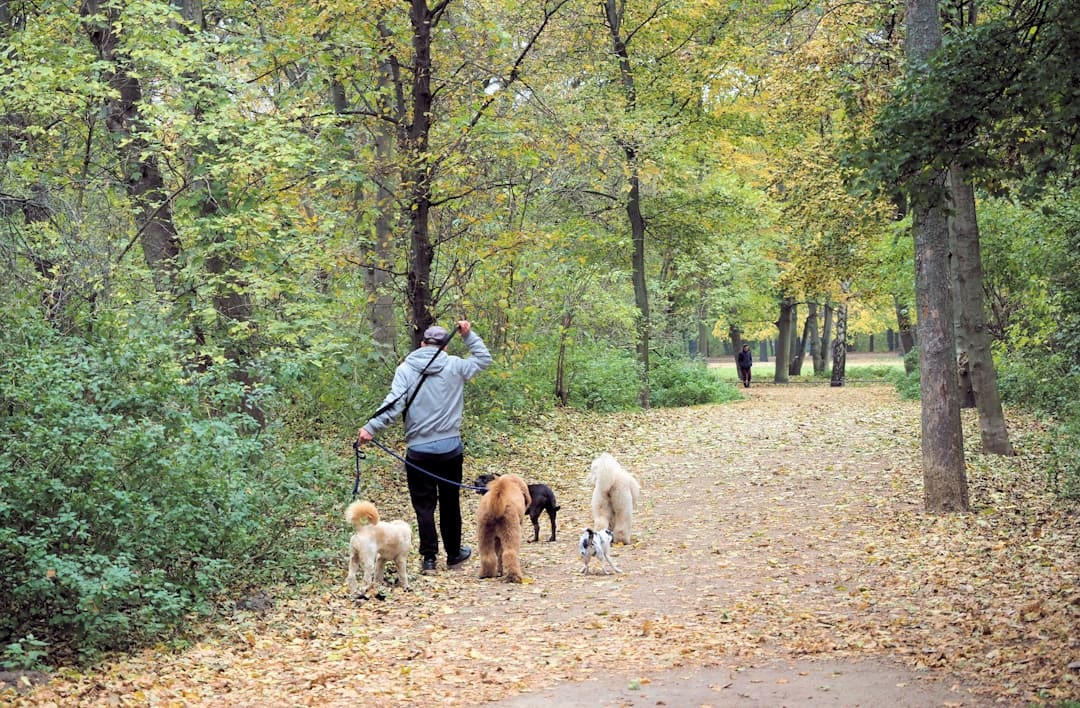 rescue dog. Person walking several dogs on a leaf-covered path.