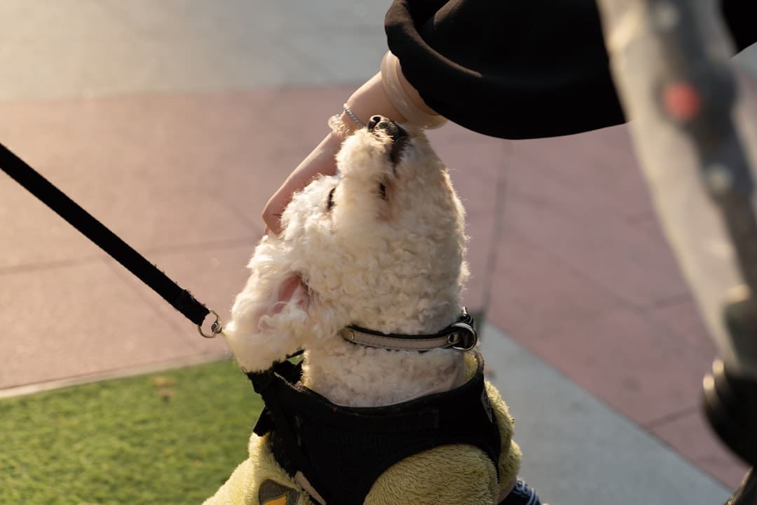 rescue dog. A small white dog wearing a harness on a leash
