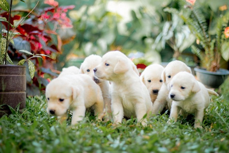 rescue dog — 7 Essential Steps to Turn Your Rescue Dog Into a Successful Service Dog