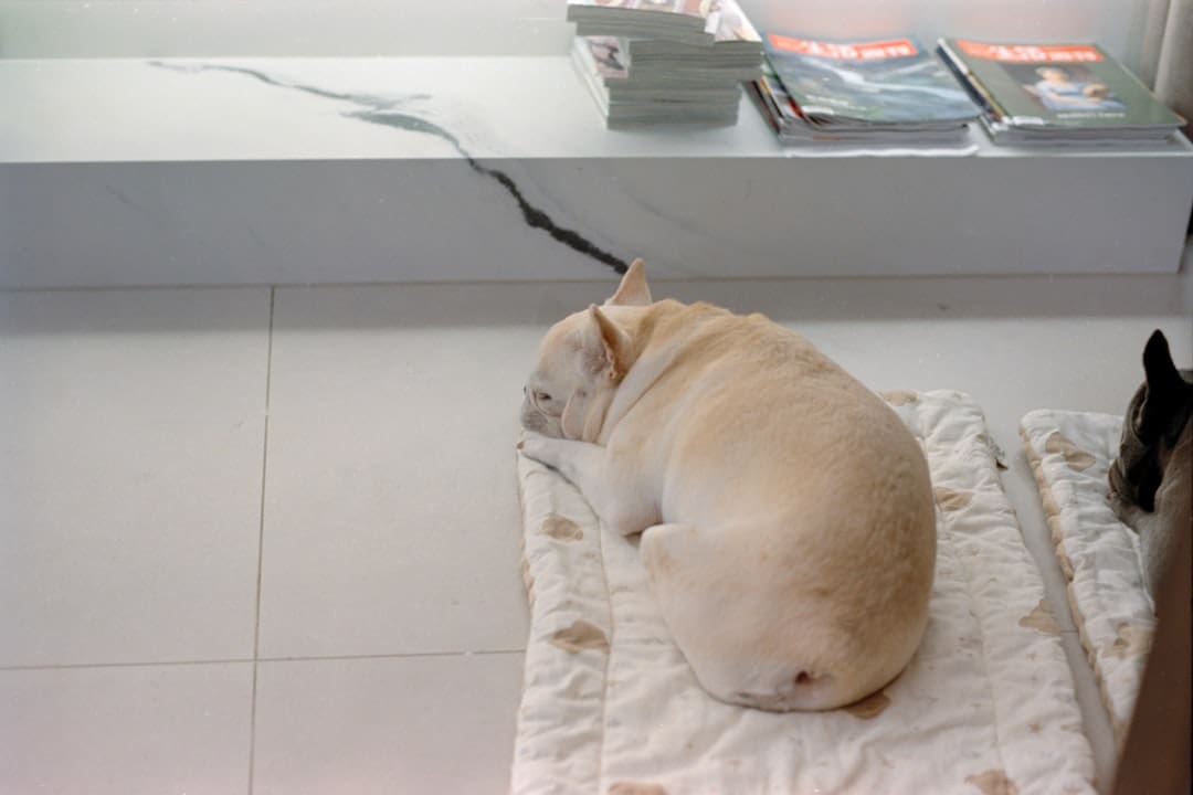 service dog apartment. A french bulldog naps comfortably on a soft mat.