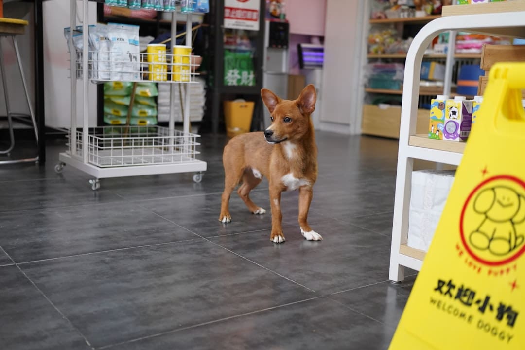 service dog removal. A small brown dog standing in a store