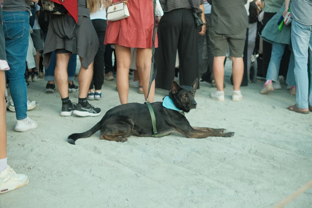 service dog removal. A black dog lies on the ground surrounded by people.