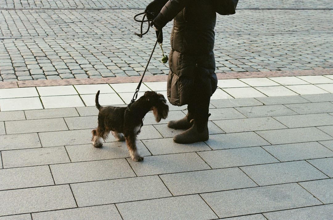 access challenges. Person in black jacket and gray pants holding black and brown short coated small dog
