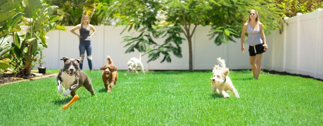 nightmare interruption. White and brown dogs on green grass field during daytime