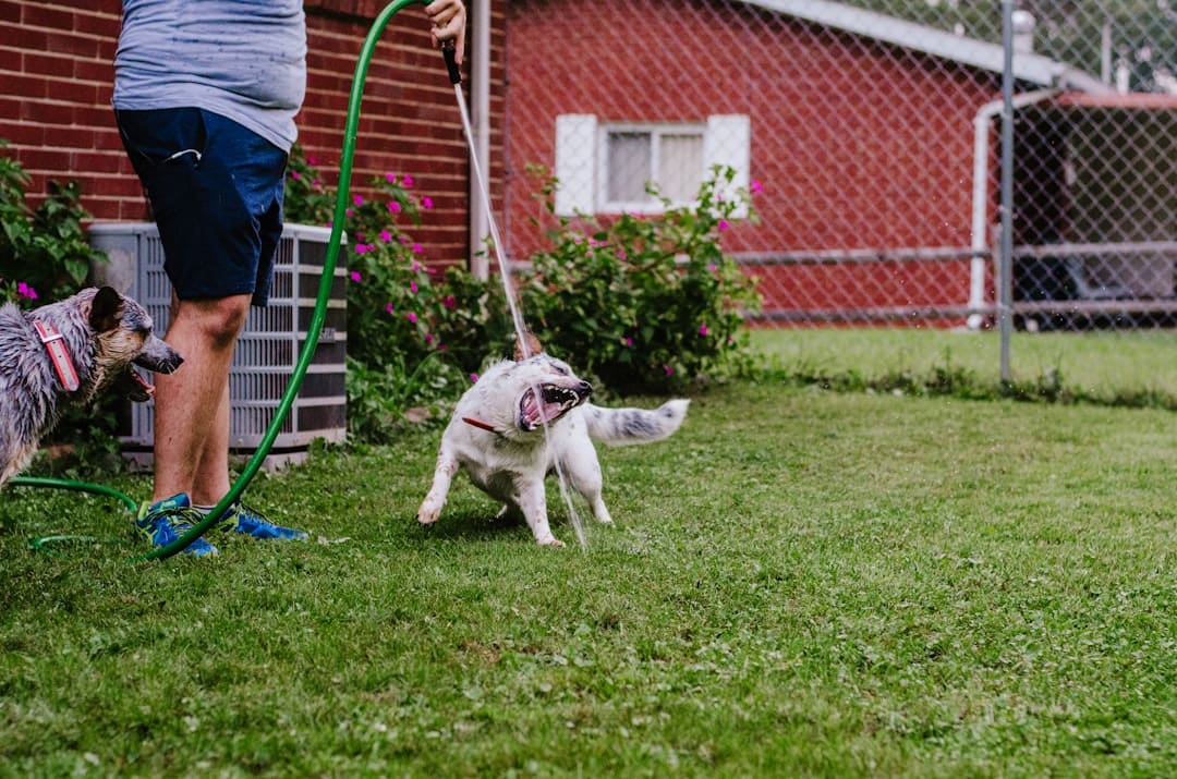 nightmare interruption. Two dogs playing with a hose in a yard