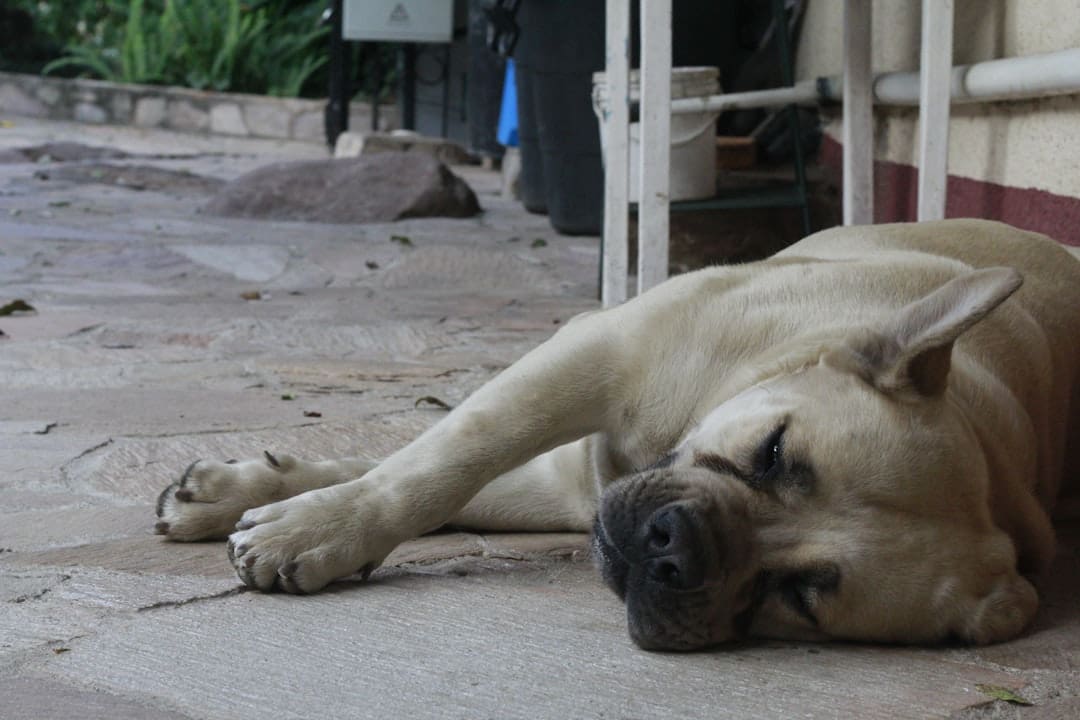 handler burnout. A dog lying on the ground