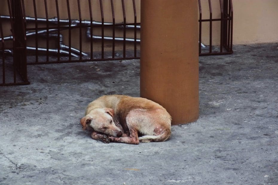 handler burnout — 7 Signs of Handler Burnout: The Hidden Mental Load of Service Dog Partnership