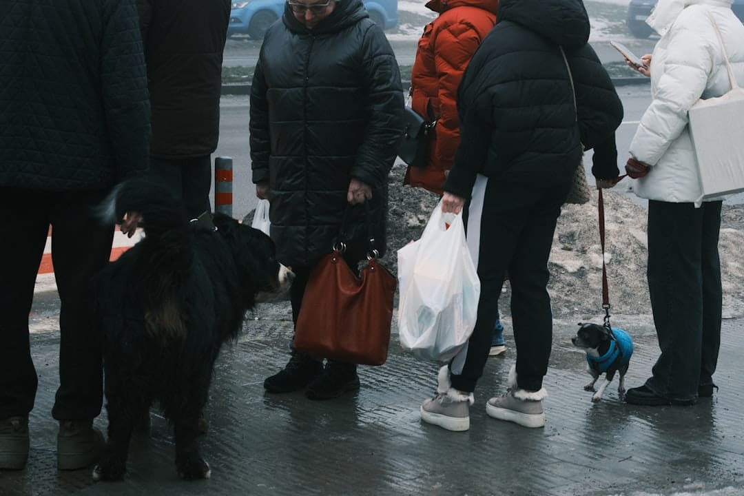 service dogs in schools — People with dogs on a wet street