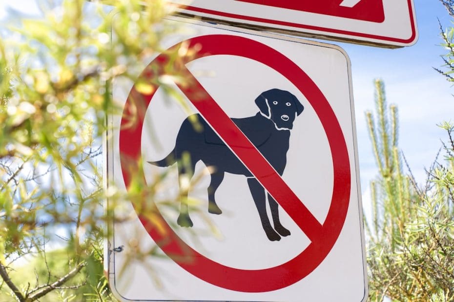 service dogs in schools — Service Dogs in Schools: Student Rights Under the ADA and Section 504