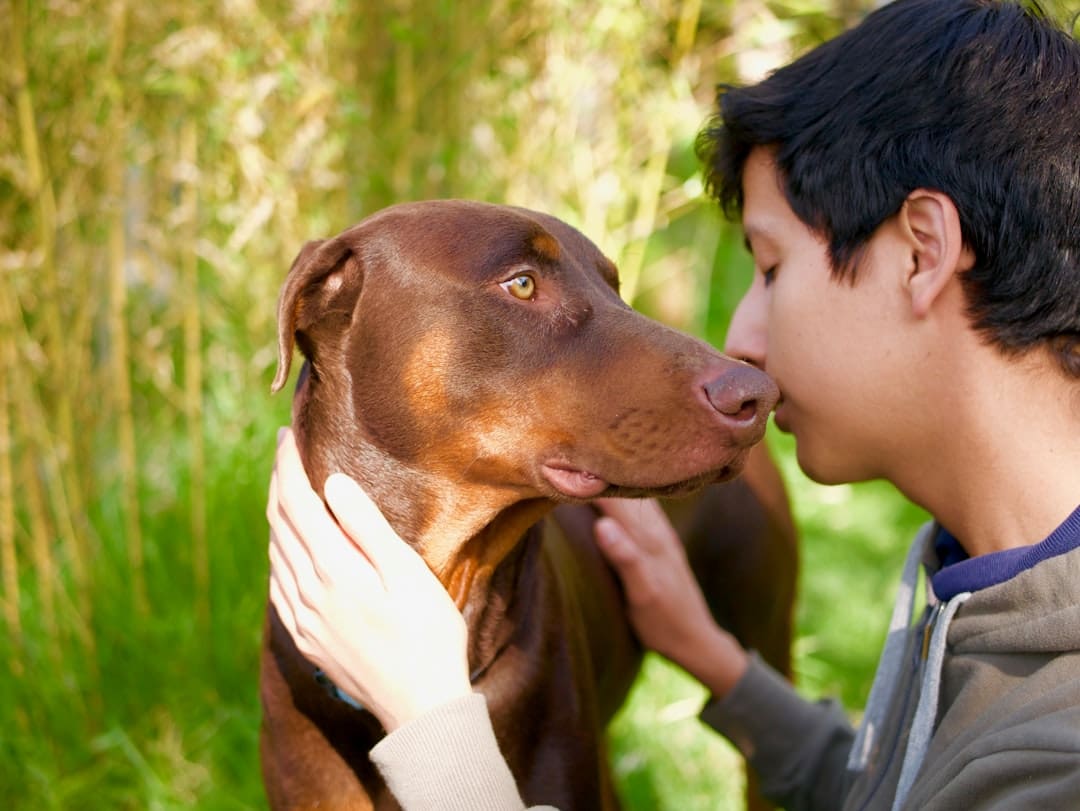 traveling with your service dog — man touching short-coated brown dog
