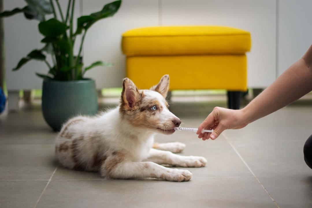 psychiatric service dog tasks. A dog laying on the floor with a person holding a stick