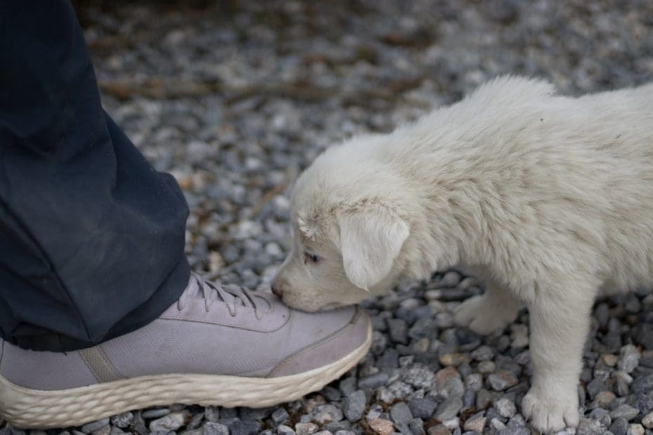 owner training — 5 Key Differences Between Owner-Training vs Program Dogs: What the ADA Allows in 2026