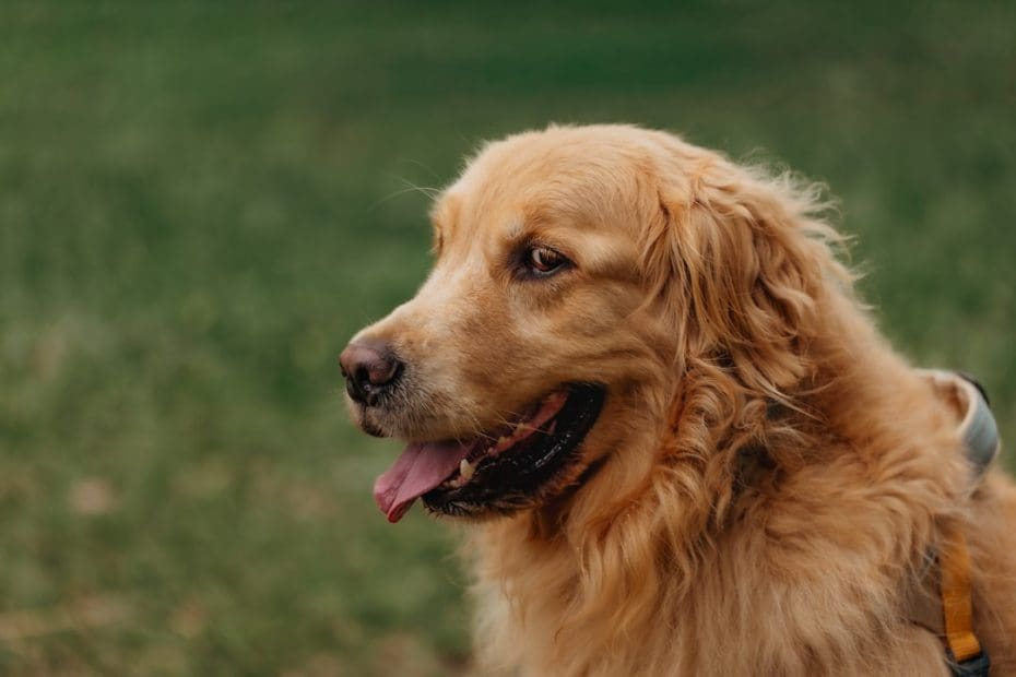 best dog breeds psychiatric service dog — 7 Best Dog Breeds for Psychiatric Service Dog Work: Why Temperament Trumps Pedigree