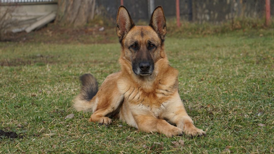 best dog breeds psychiatric service dog. A german shepherd dog rests on grassy ground.