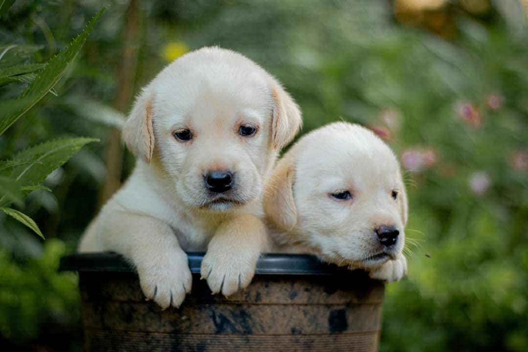 best dog breeds psychiatric service dog. Two puppies are sitting in a bucket outside