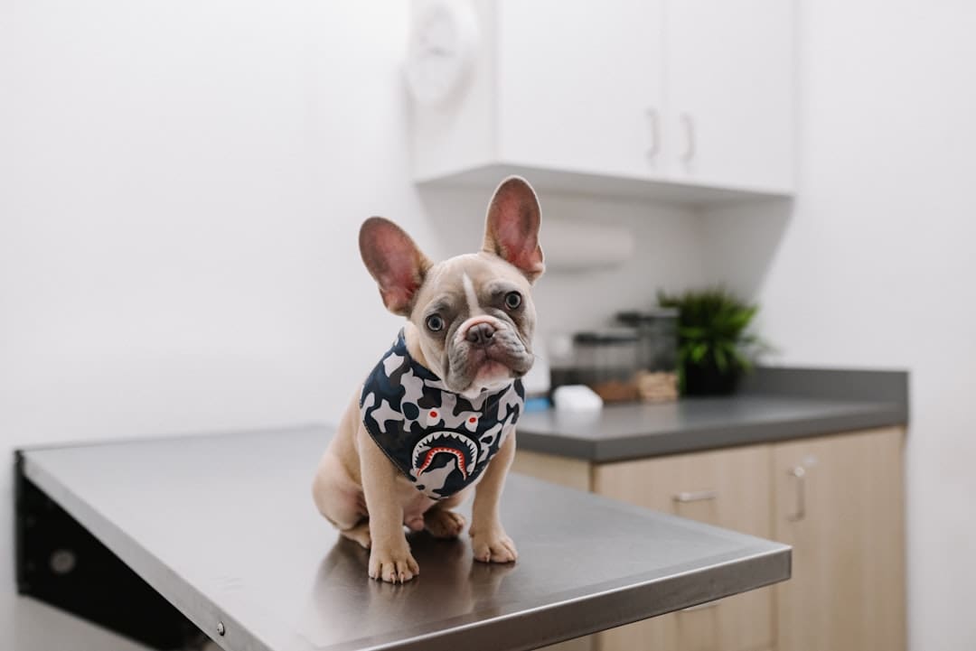 joint health. White and black short coated dog wearing white and black polka dot shirt