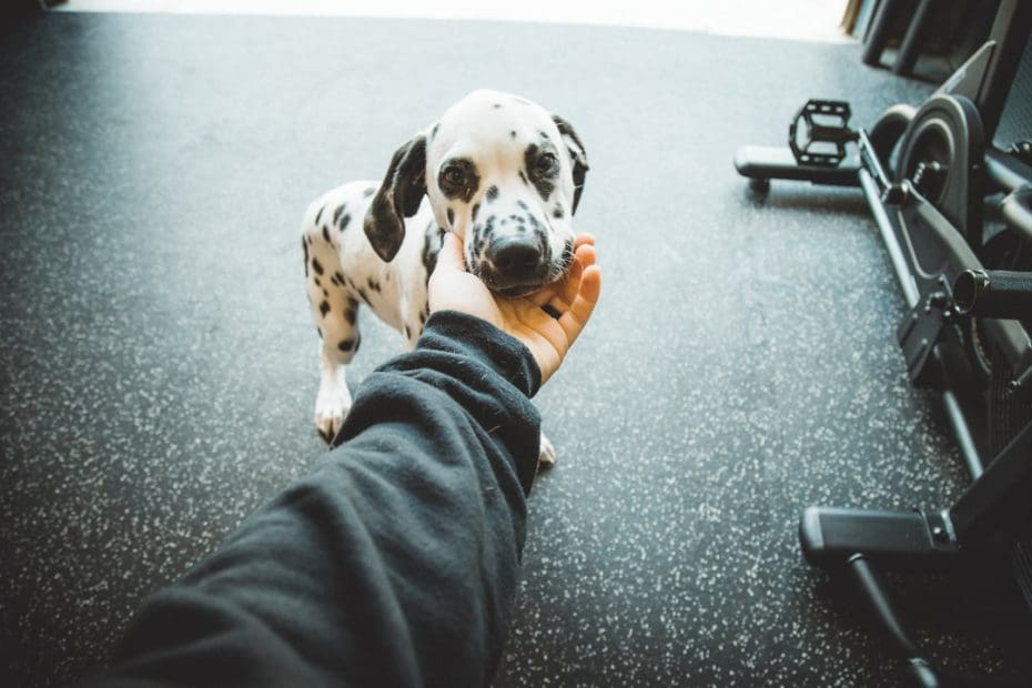 mobility assistance tasks — 7 Essential Mobility Assistance Tasks Every Service Dog Should Master