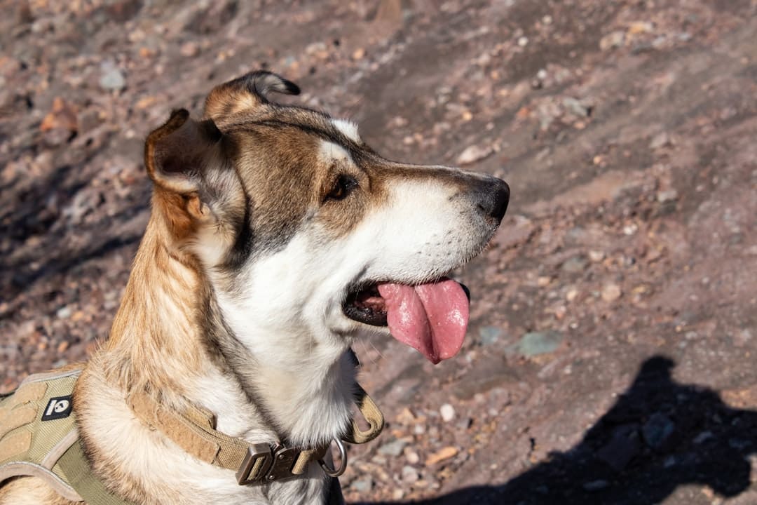 service dog nutrition. A dog with its tongue out in the sun