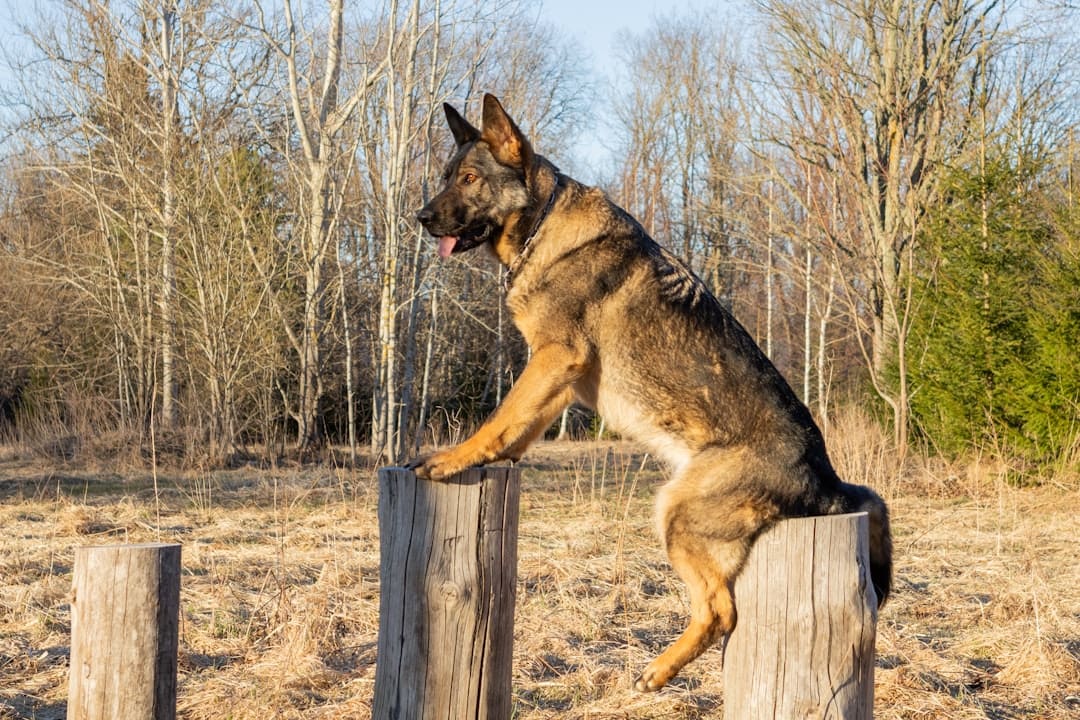 public access training — German shepherd dog balances on wooden posts outdoors