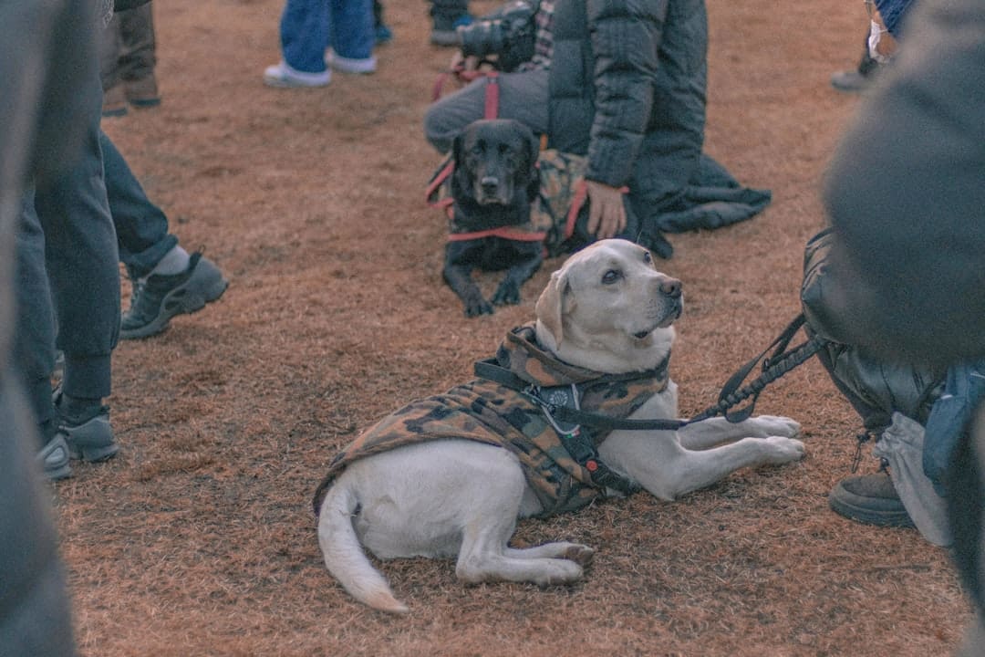 public access training. A group of people standing around a dog on a leash