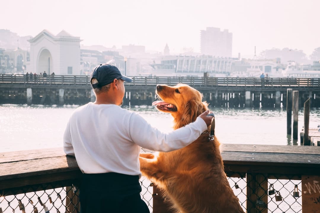 traveling service dog — man standing near Golden Labrador retriever viewing bridge and high-rise buildings