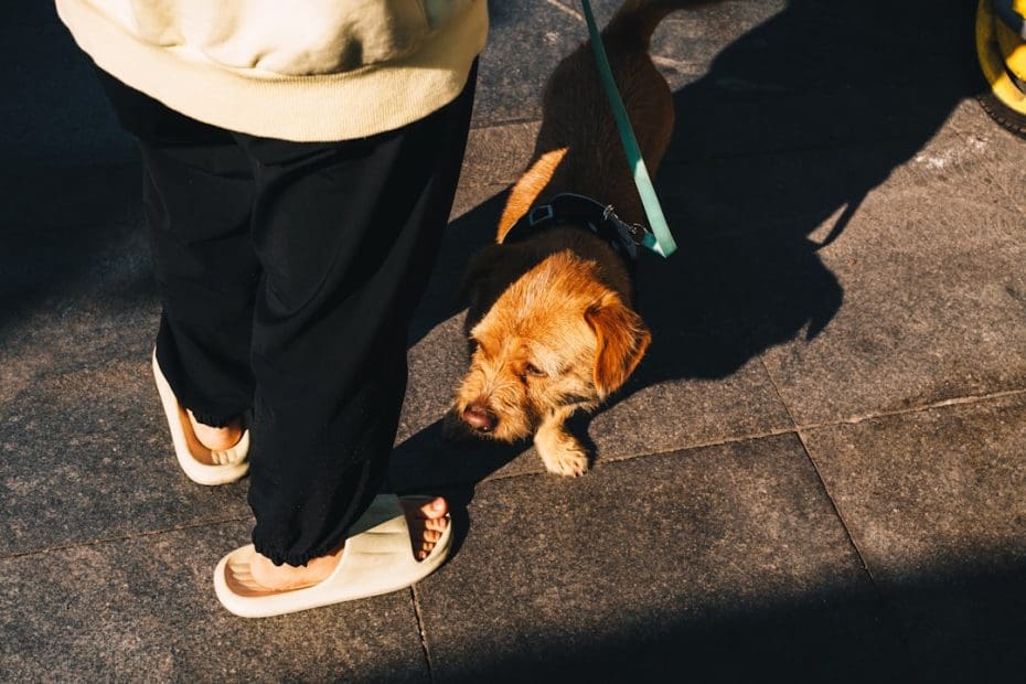 service dog gear — 7 Essential Service Dog Gear Items That Actually Matter for Handlers