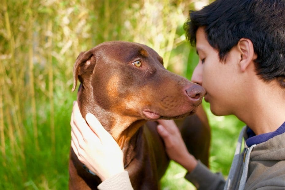 service dog gear — 7 Essential Service Dog Gear Items That Actually Matter in 2026