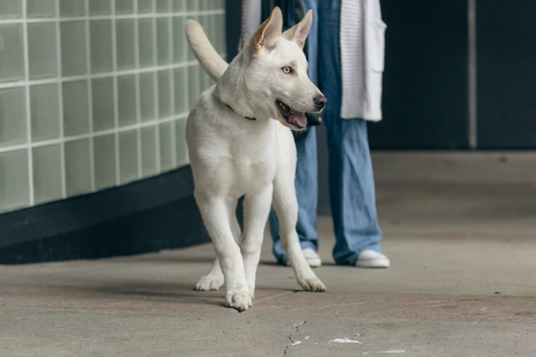 preventive care. A white dog standing next to a person