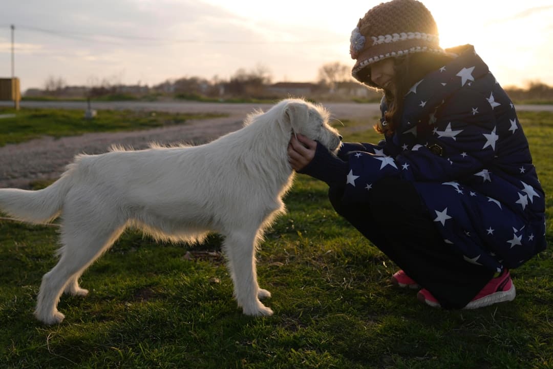 anxiety alert. A person petting a white dog at sunset
