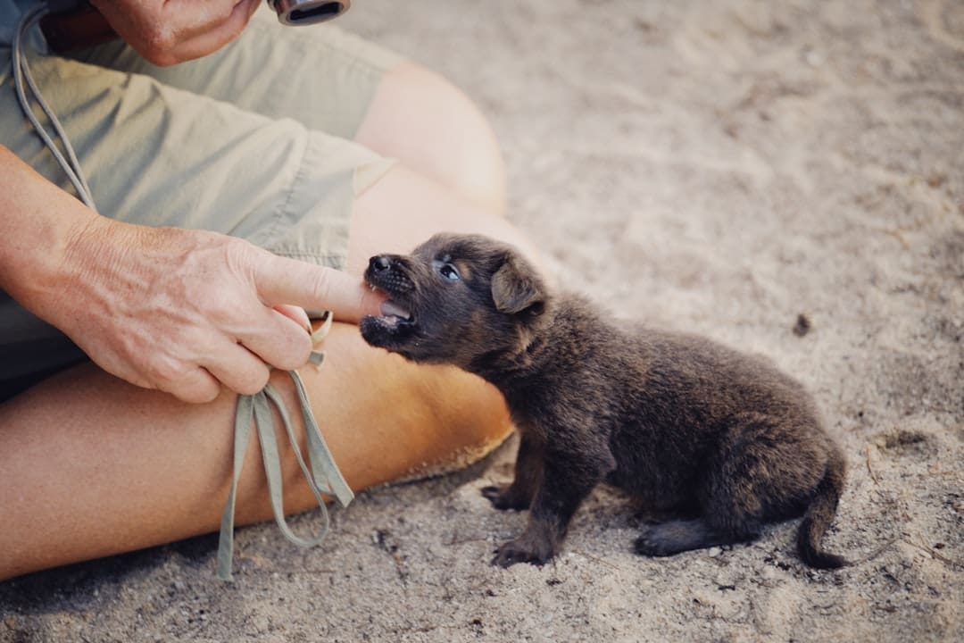 anxiety alert. A man holding a small black and brown puppy