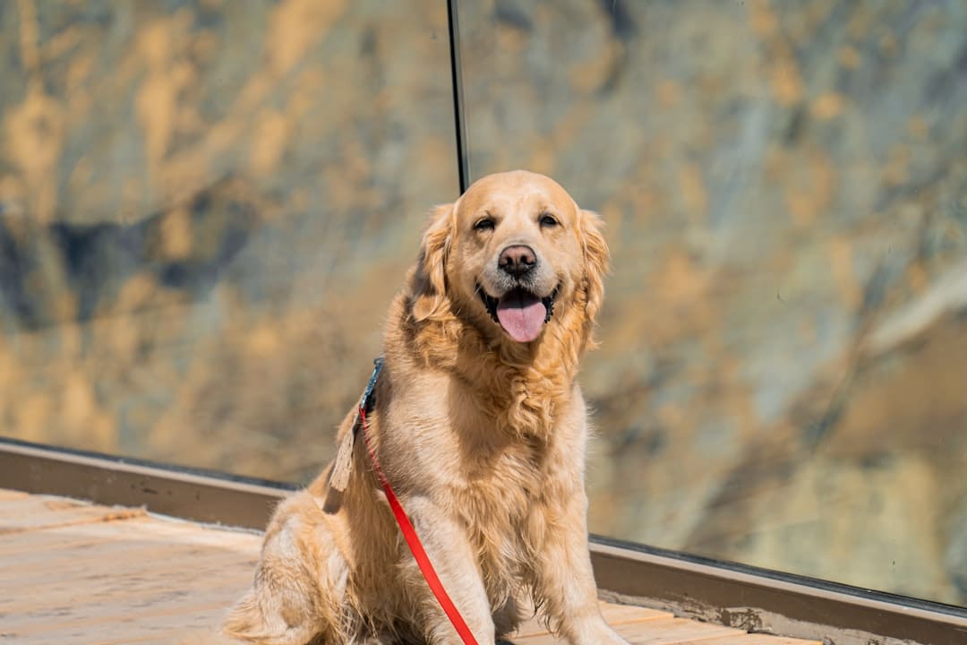 puppy evaluation. A happy golden retriever dog with a red leash