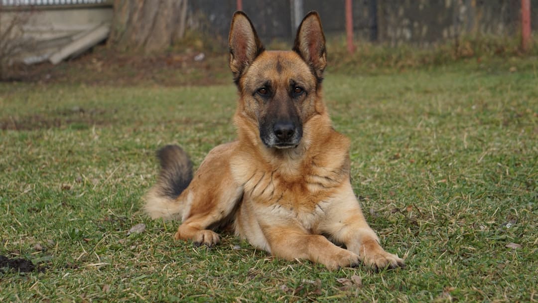 puppy evaluation. A german shepherd dog rests on grassy ground.