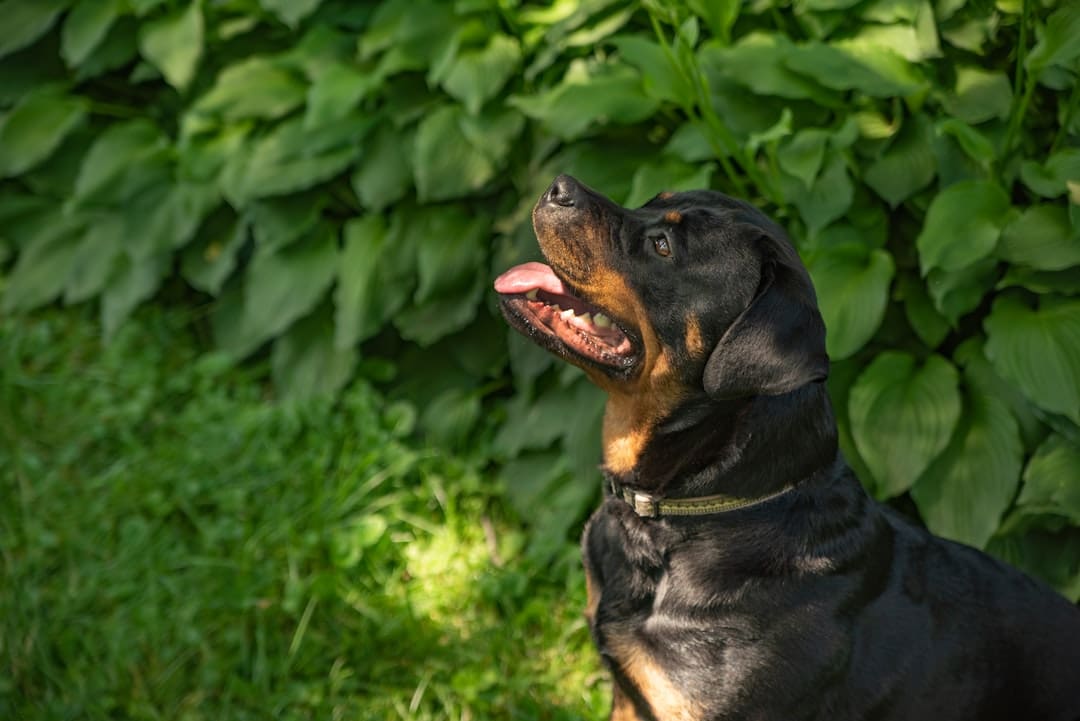 how long train. A black and brown dog sitting in the grass