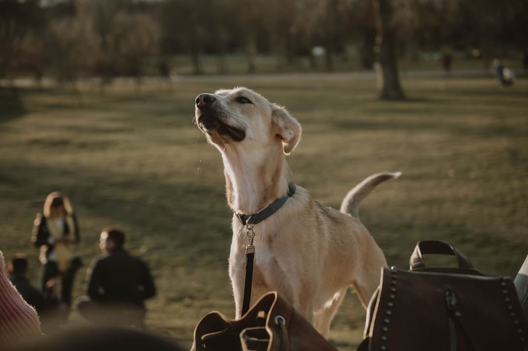 how long train. A light-colored dog looks up in a grassy park.