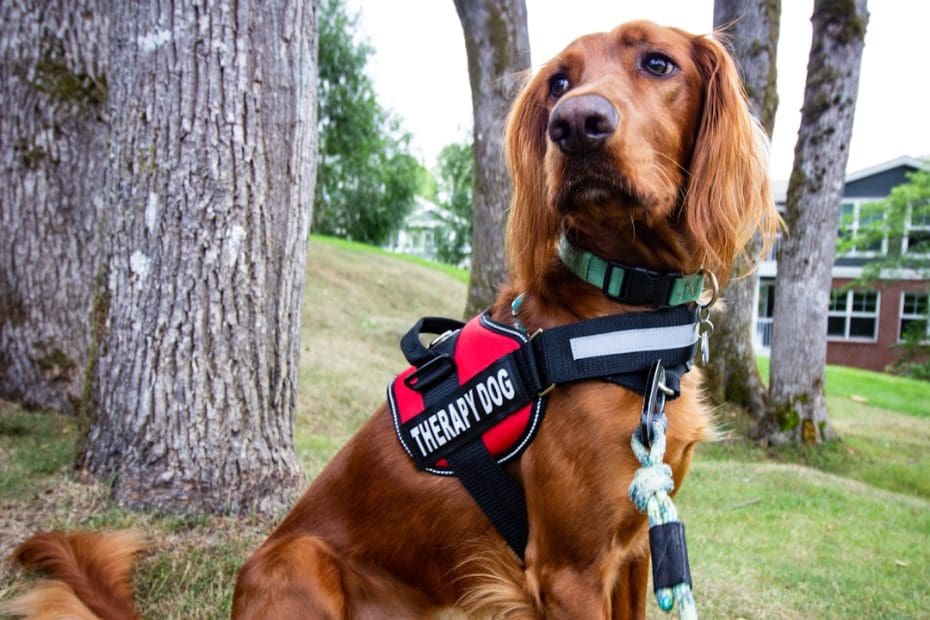 how long train — 7 Phases: How Long Does It Take to Train a Service Dog (Real Timeline)