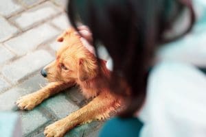 7 Signs Your Service Dog Is Ready to Retire — A Complete Transition Guide