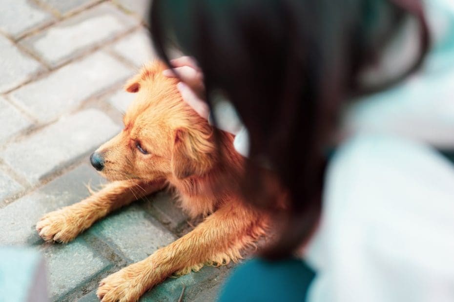 service dog retirement — 7 Signs Your Service Dog Is Ready to Retire — A Complete Transition Guide