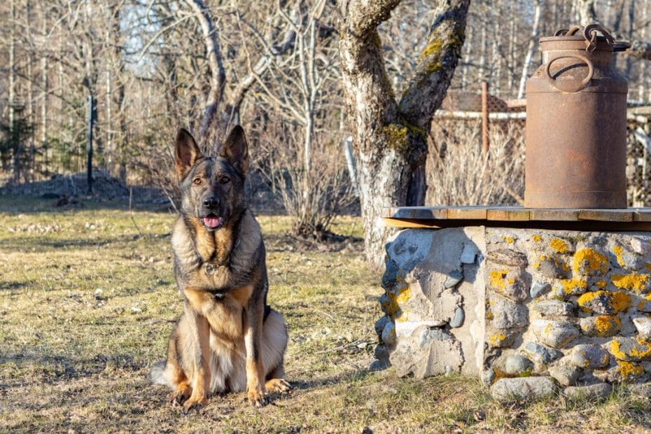 small breed service dogs — 7 Small Breed Service Dogs That Prove Size Doesn't Matter