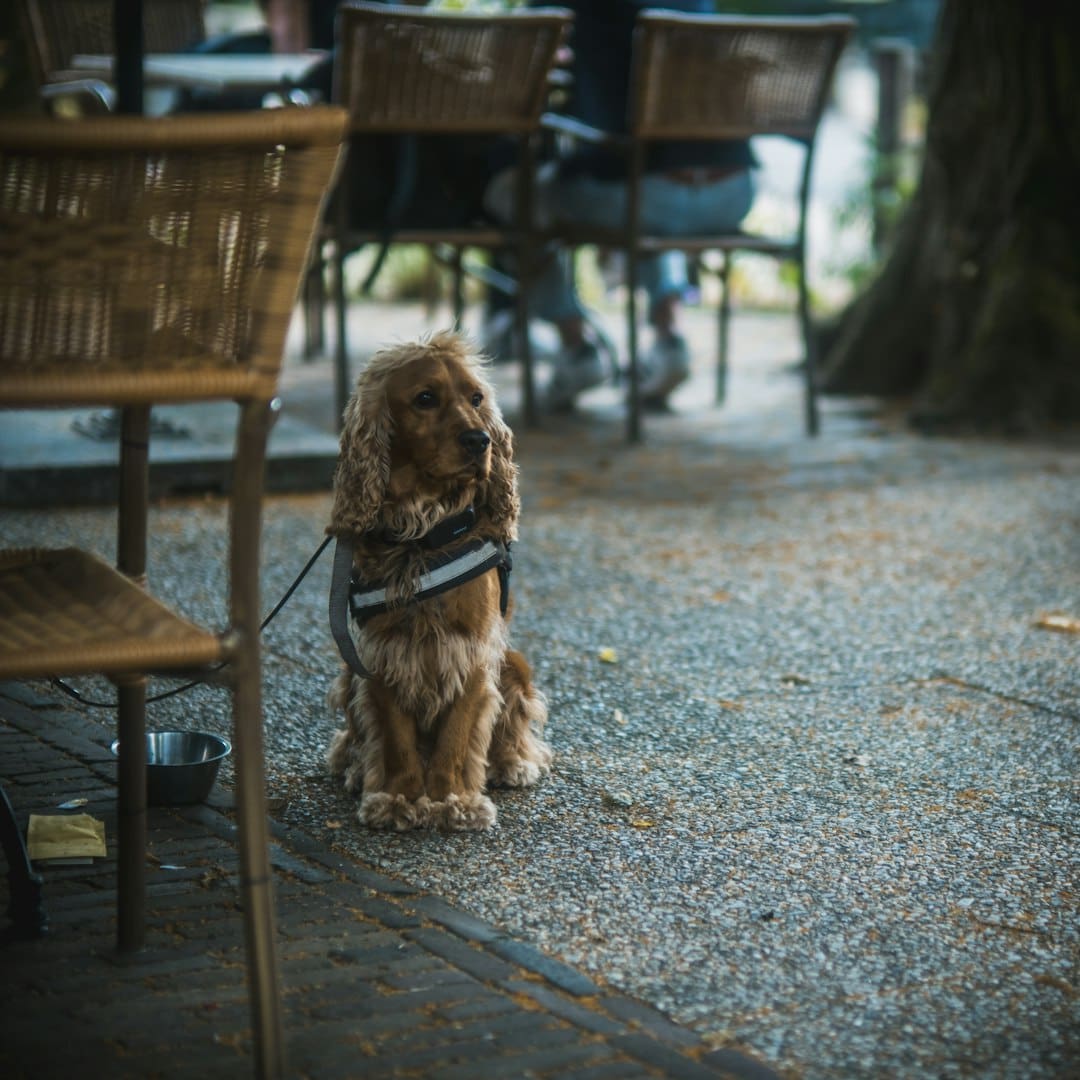 best dog breeds — a brown dog sitting on top of a sidewalk