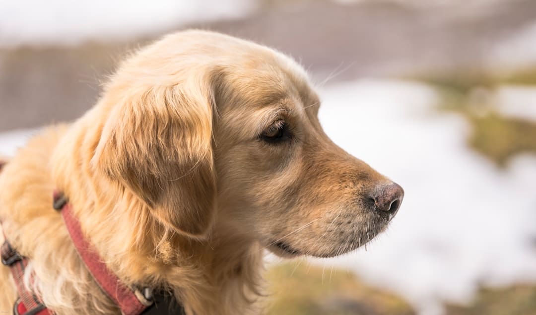 best dog breeds — A close up of a dog wearing a collar