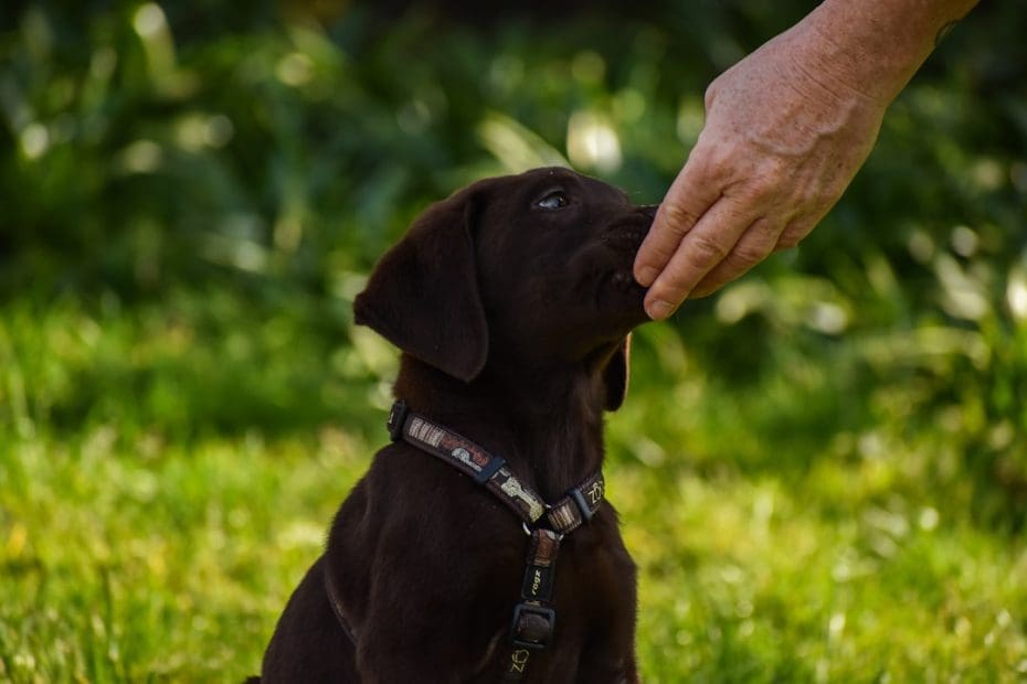 best dog breeds — Best Dog Breeds for Psychiatric Service Dog Work: Temperament Over Pedigree