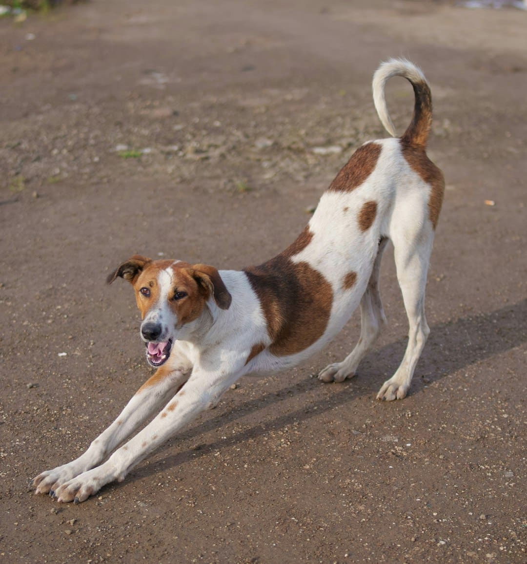 working dog joint health — a dog lying on the ground