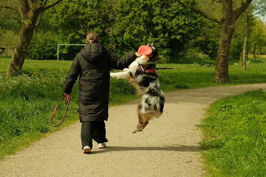 working dog joint health — Joint Health for Working Dogs: Preventing Injuries Before They Happen
