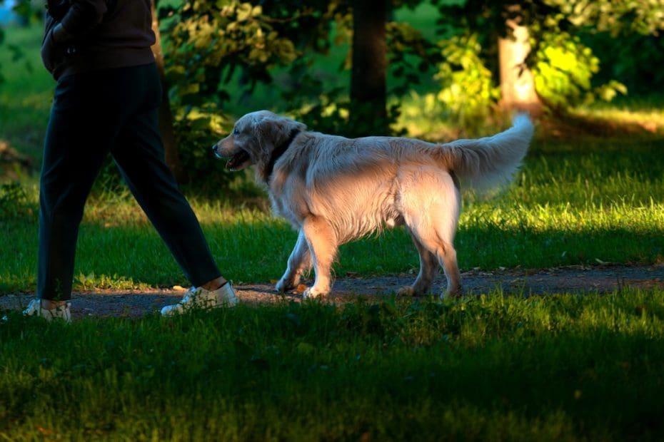 service dog nutrition — Service Dog Nutrition: Feeding for Performance and Long-Term Health